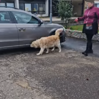 Nosework